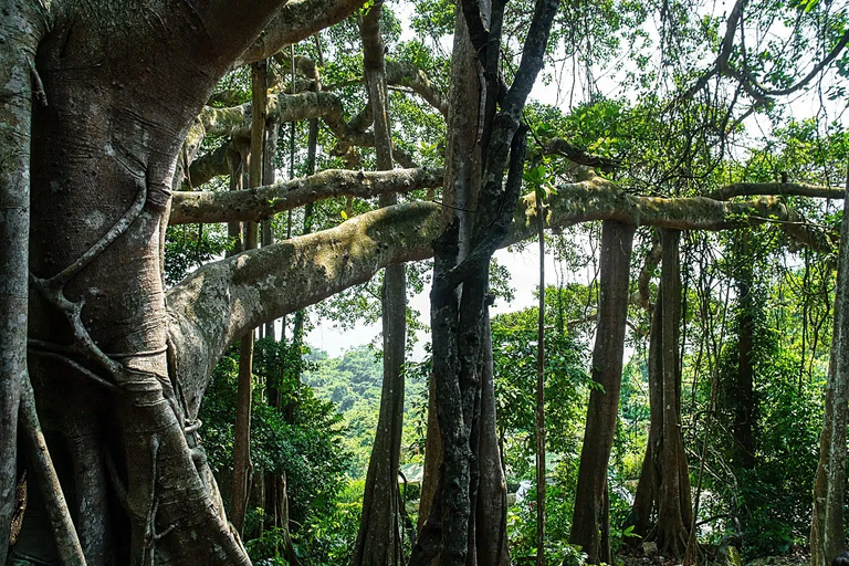 How can one tree have so many trunks? It doesn’t, but it has many prop roots or pillars that support a large canopy.