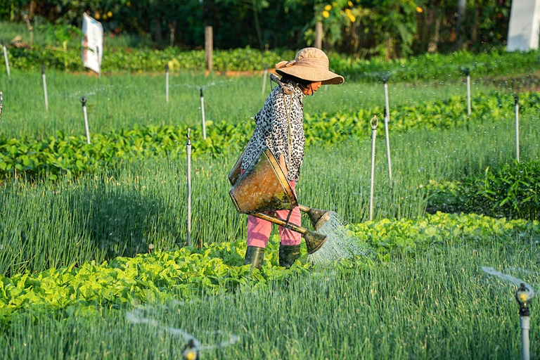 Watering can be done automatically but hand touch is more than welcome to assure high-quality produce.