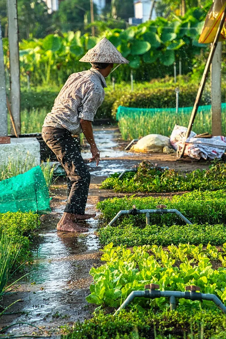 King of the Nguyen Dynasty changed the gardens’ name to cinnamon tea because of the unique vegetable.