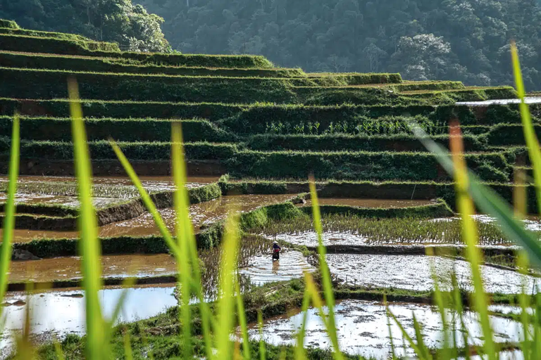 Farmer in a rice field.