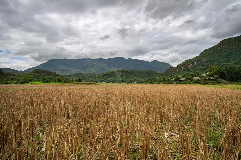 The rice field after harvest.