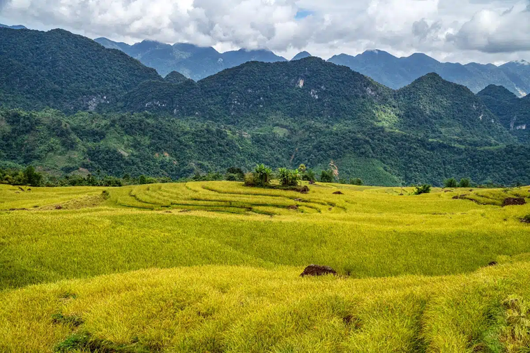 Up here rice still wasn’t ready for harvest.