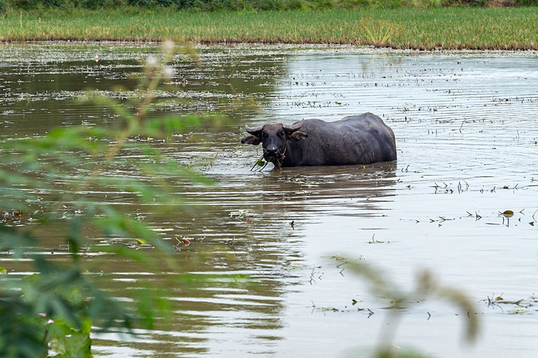 If necessary, the water buffalo can hold a breath for up to five minutes.