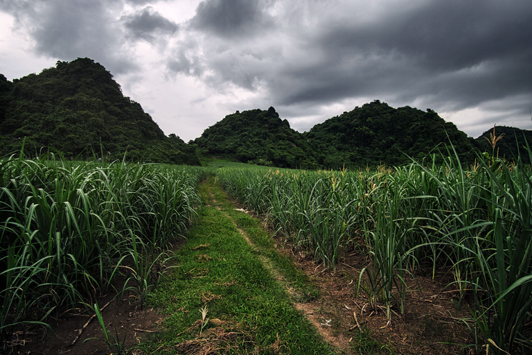 One of the most important crops in Vietnam is sugarcane.