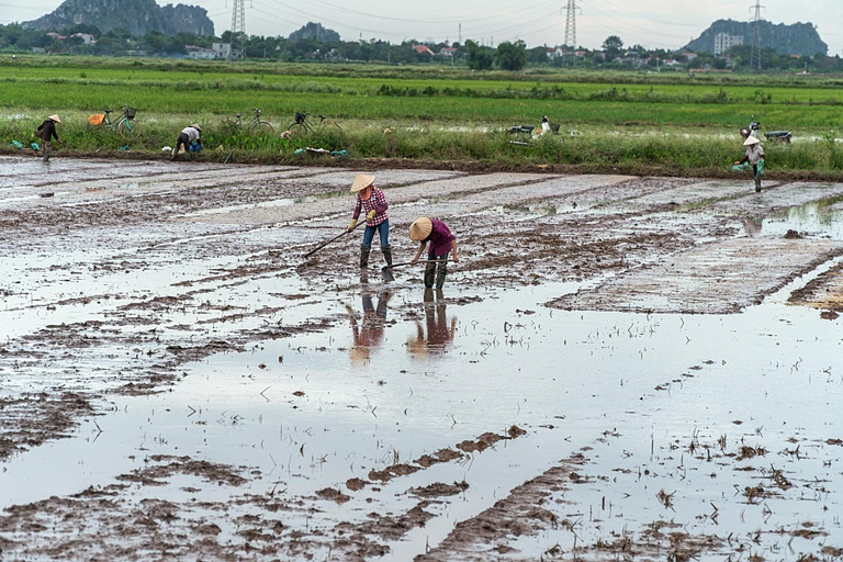 Growing rice is not an easy task