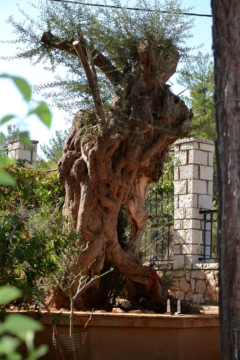 Probably 200 + years old olive tree.