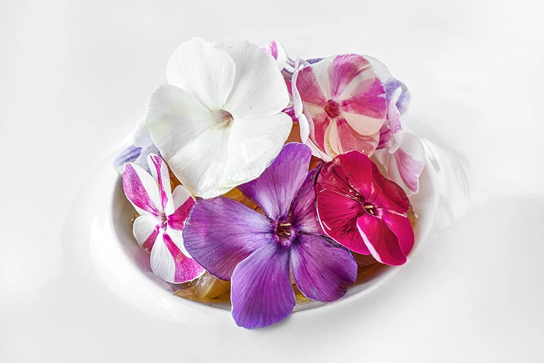 Phlox flowers on the red bream with citrus cream