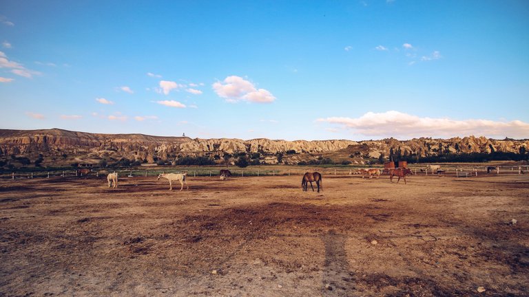 Horses. Photo by Wander Spot Explore ©