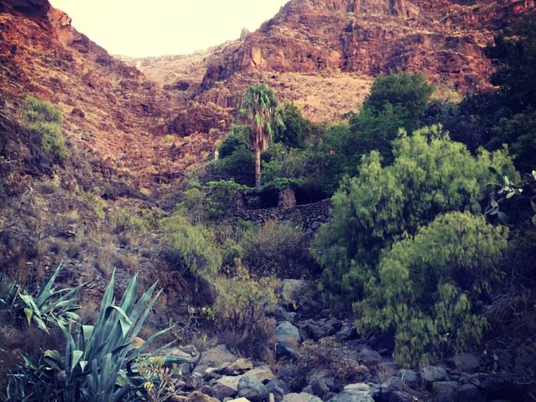 Dry and rocky but green and alive. The canyon leading up from my bay. La Gomera, Valle Gran Rey. Canary islands.