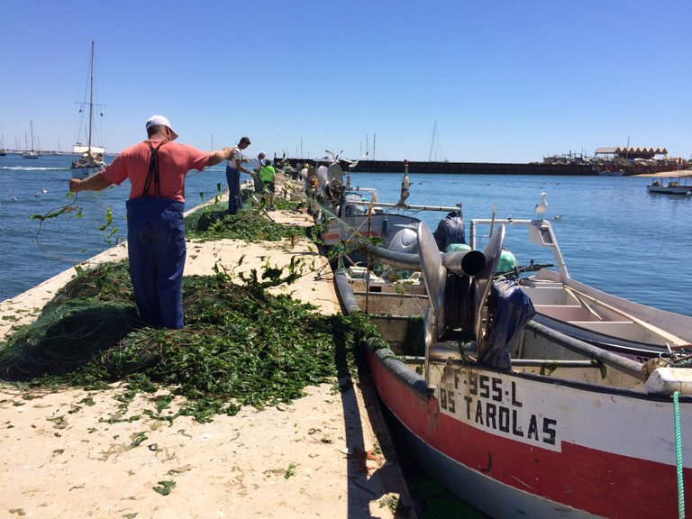 Fishing is hard work. Fishermen remove seaweed from their nets on the dock in Culatra