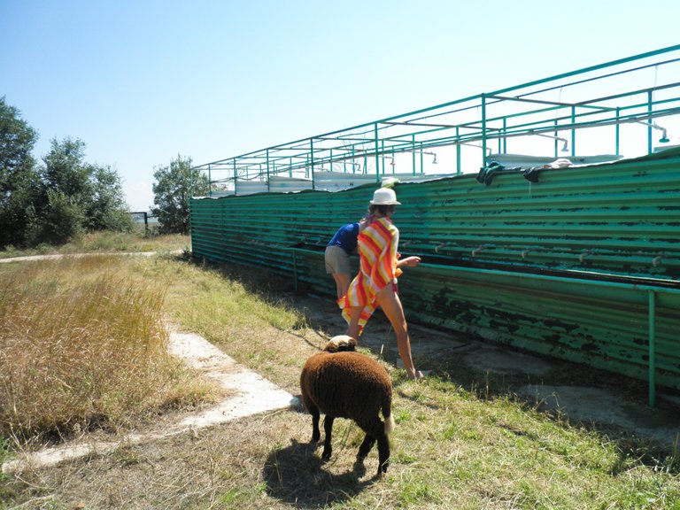 Sheep were grazed near the showers in which we washed