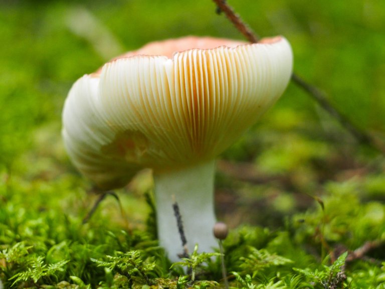 Red russula in green moss