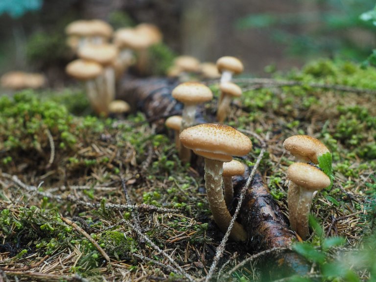 Pickuping mushrooms with friends in the mountains in rain, part 2