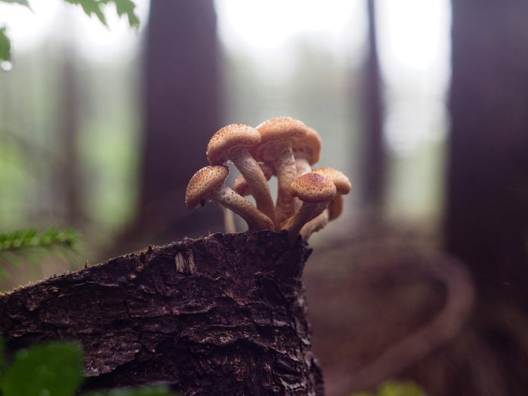 Honey mushrooms on stump