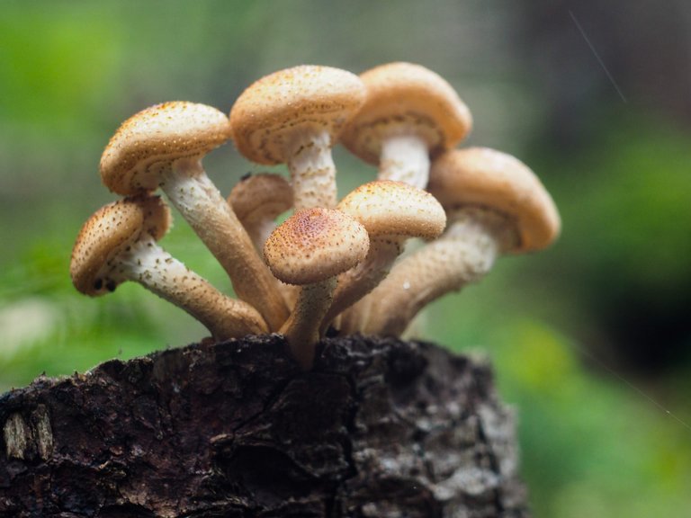 Honey mushrooms close up