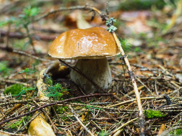 White mushroom in the forest