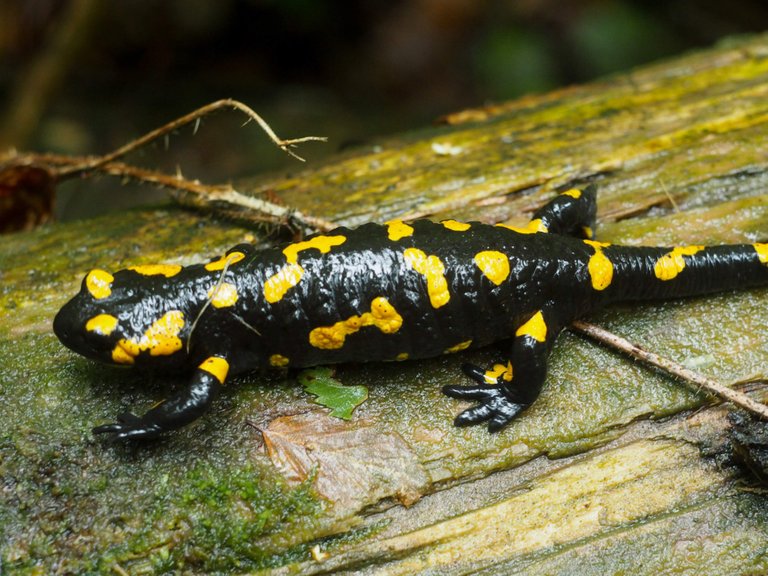 Carpathian salamander