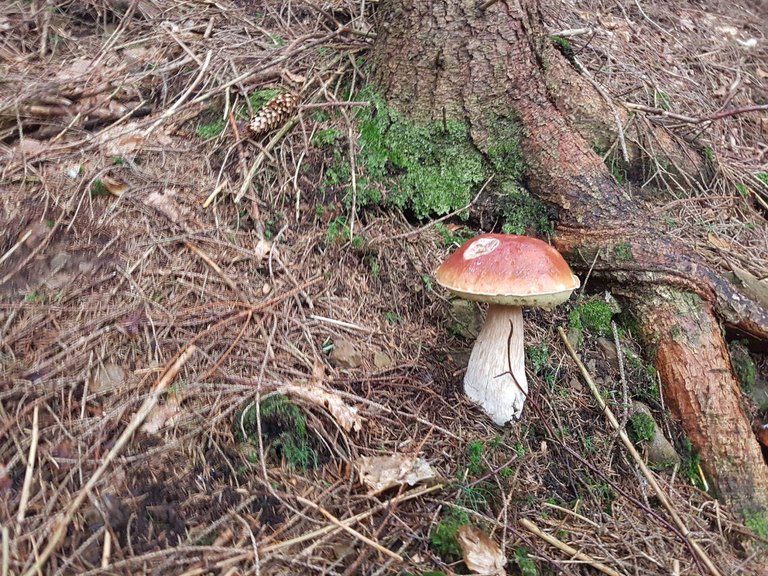 Another photo of Boletus edulis