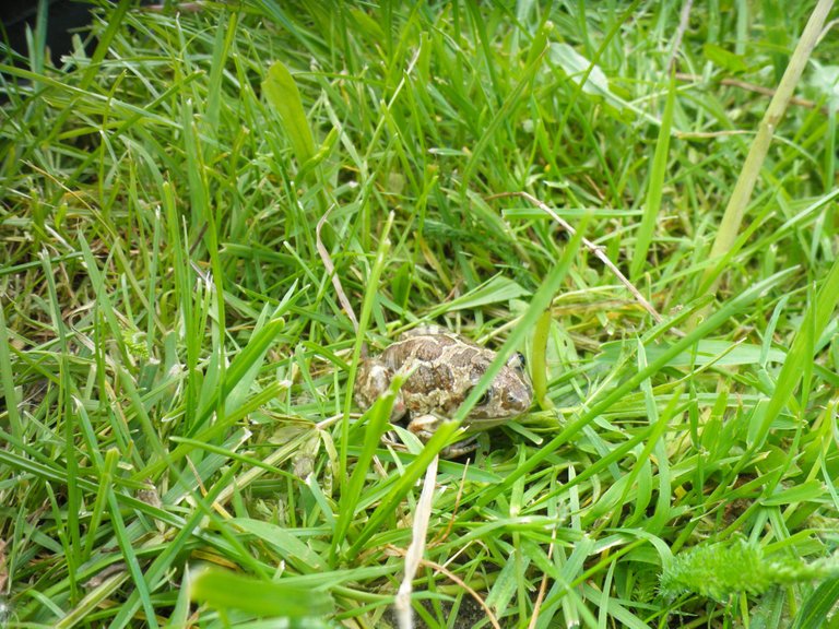 It was a little frog in the grass