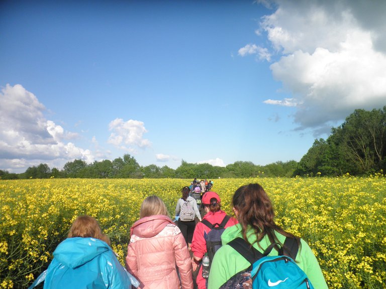 Our path lay in the middle of rape fields