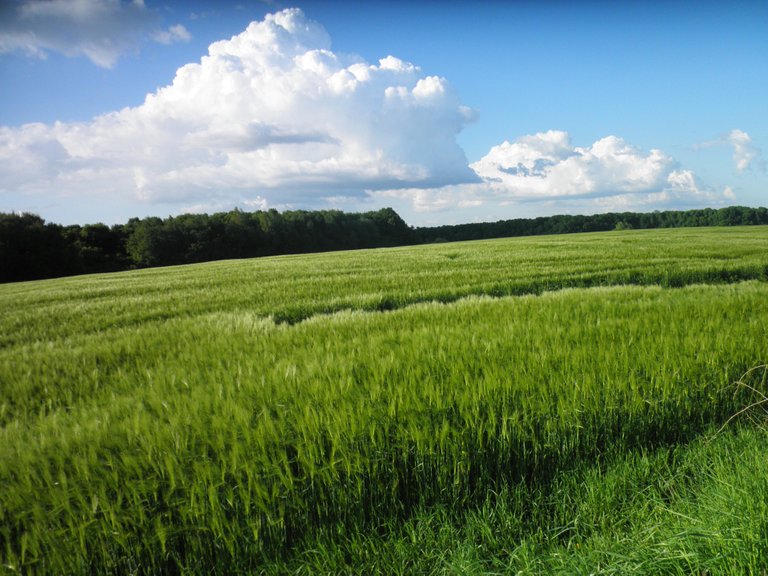 Fortunately, the Ukrainian fields are sown not only with rapeseed, but also with wheat