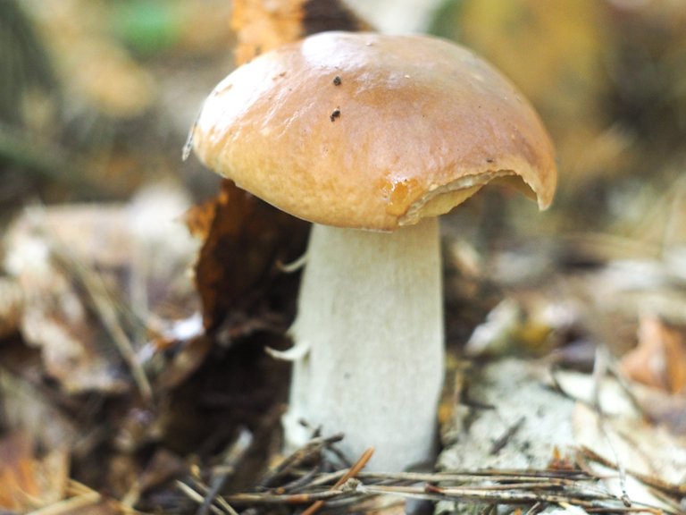 Boletus edulis