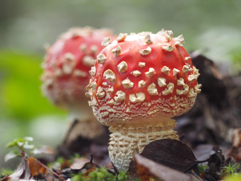 Amanita muscaria