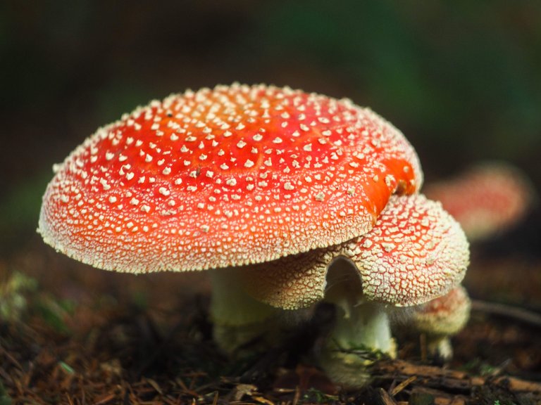 Red fly agaric