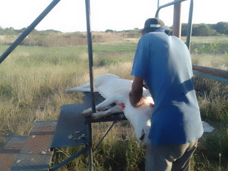 after taking the pig they killed it and cleaned it here is a photo I can’t show photo