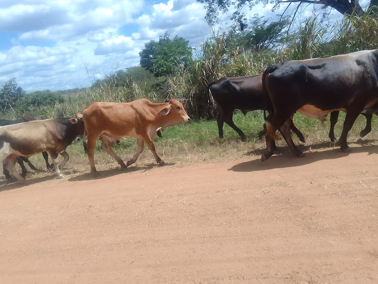 In the middle of the track we find this group of cattle in the middle of the track.