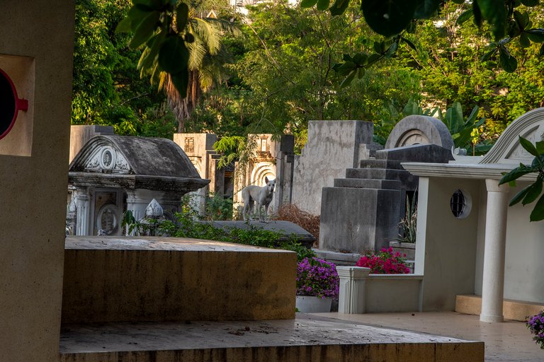 Pies na cmentarzu / Dog in the cemetery