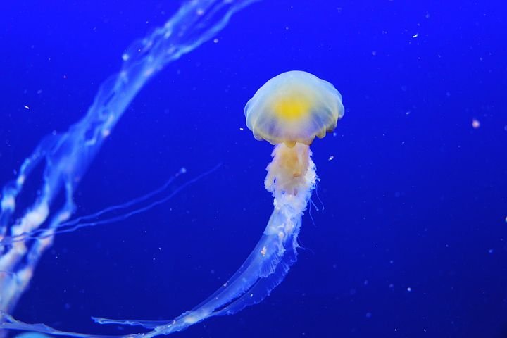 jellyfish-257860__480.jpg