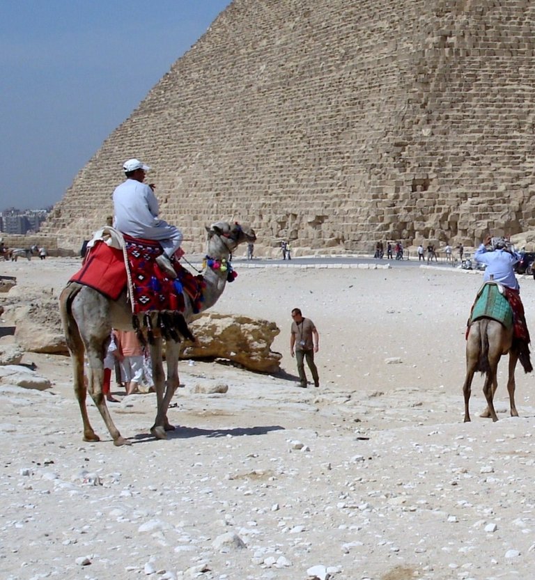 Camel-Giza-2.JPG