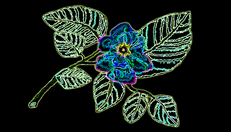 digital-Flower copy.png