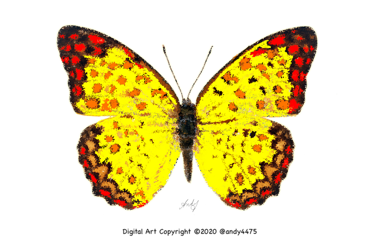 Spatter-Butterfly.png