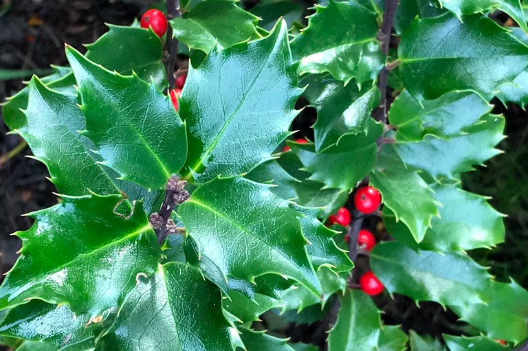 Red-Berries-Xmas.JPG