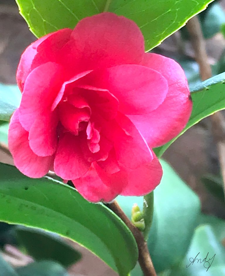 Camellia-Flower.JPG