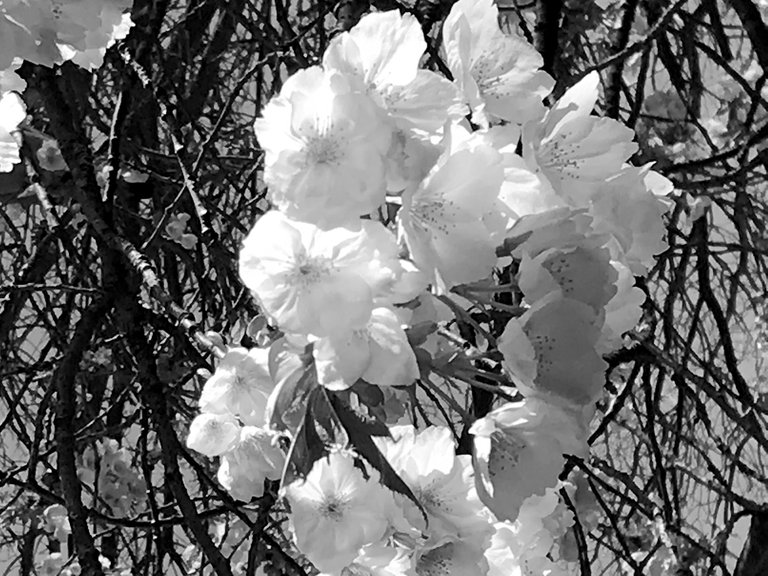 169-White-Flowers.JPG