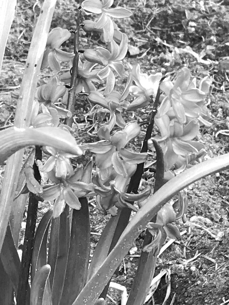 171-Flowers-Mono.JPG