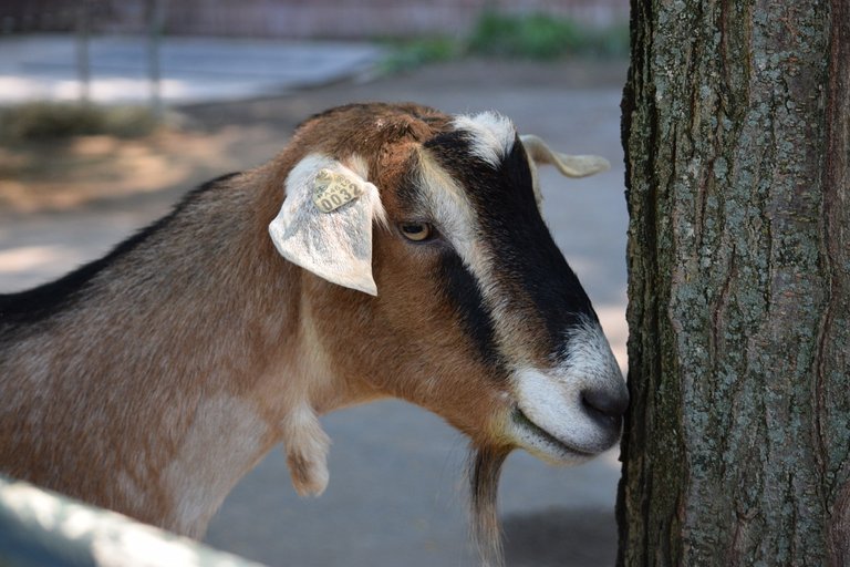 goat-868424_1280.jpg