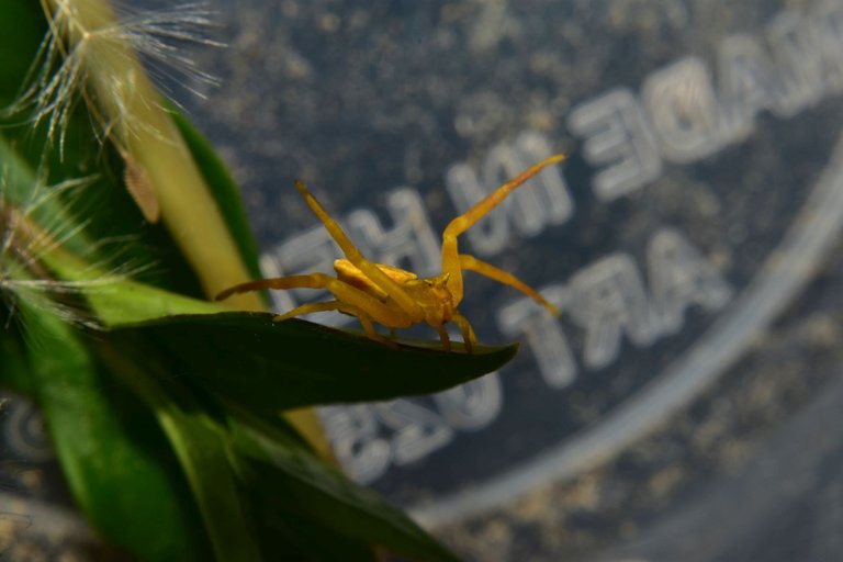 ruth-girl yellow crab spider (1).JPG