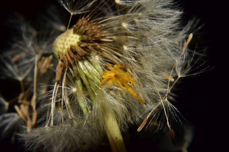 ruth-girl yellow crab spider (2).JPG