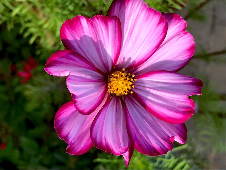 107-color.JPG