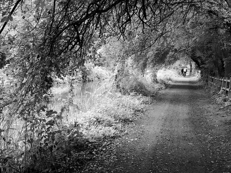 Mono-Green-105.JPG