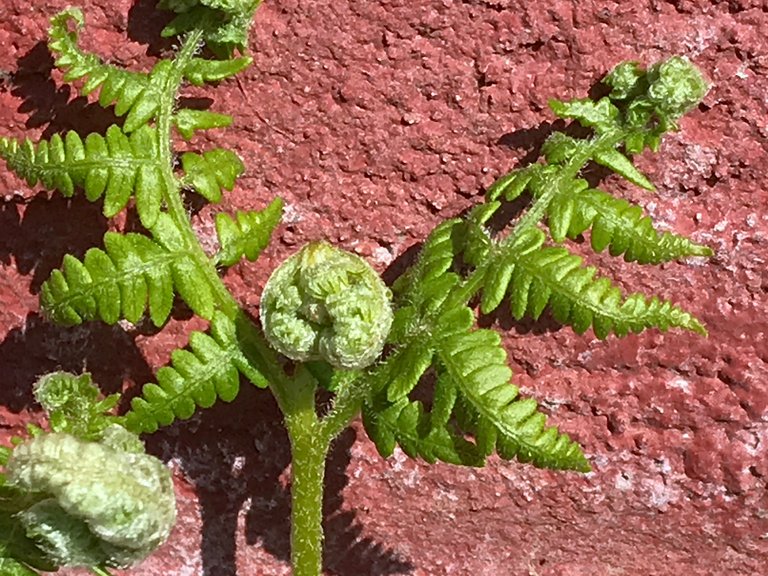 108-New-Shoots-Color.JPG