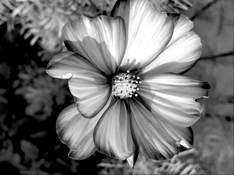 107-mono.JPG