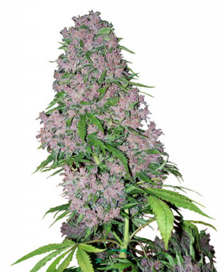 kisspng-kush-cannabis-sativa-bud-seed-skunk-5ab42950dce577.4035731015217564969048.png