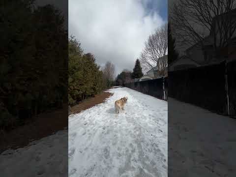 My morning walk on the Ice …