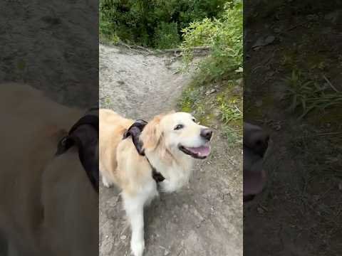 Lola on the Trail #actifit