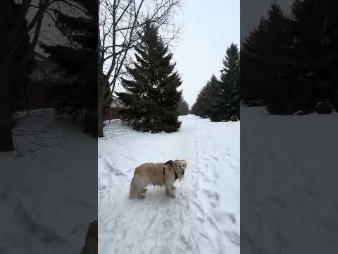 Cardinal song on the Winter Trail with Lola